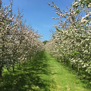 Bowhayes Farm - & Glamping - Bell Tents - Cider Orchard Luxury tent